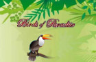 Birds of Paradise